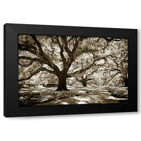 Plantation Walk I Black Modern Wood Framed Art Print by Hausenflock, Alan
