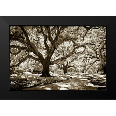 Plantation Walk I Black Modern Wood Framed Art Print by Hausenflock, Alan