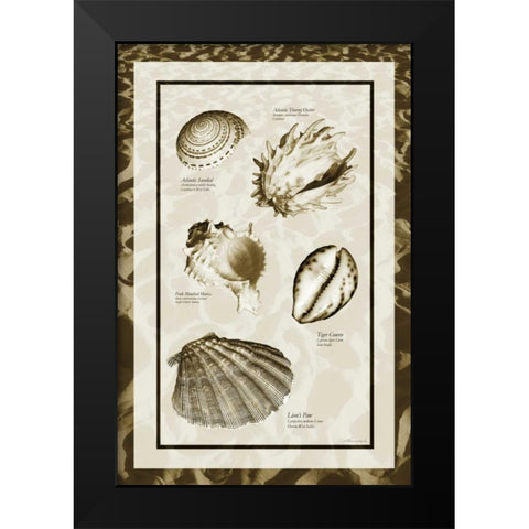 Sand and Shells II Black Modern Wood Framed Art Print by Hausenflock, Alan