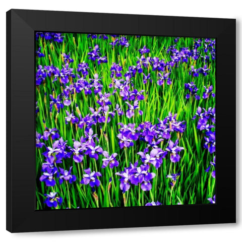 Iris Profusion Black Modern Wood Framed Art Print by Hausenflock, Alan