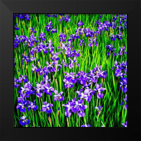 Iris Profusion Black Modern Wood Framed Art Print by Hausenflock, Alan