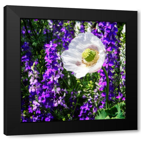 Single Poppy Black Modern Wood Framed Art Print by Hausenflock, Alan