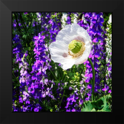 Single Poppy Black Modern Wood Framed Art Print by Hausenflock, Alan