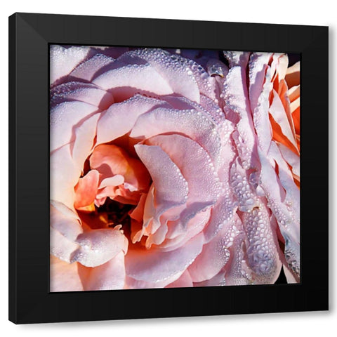 Pink Roses Black Modern Wood Framed Art Print with Double Matting by Hausenflock, Alan