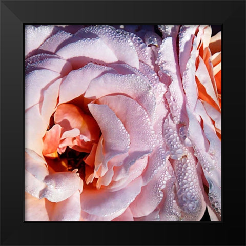 Pink Roses Black Modern Wood Framed Art Print by Hausenflock, Alan