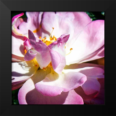 Pink Lady II Black Modern Wood Framed Art Print by Hausenflock, Alan