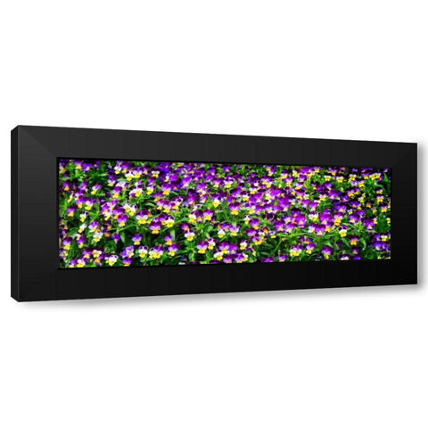 Spring Flowers I Black Modern Wood Framed Art Print with Double Matting by Hausenflock, Alan
