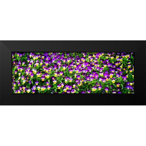 Spring Flowers I Black Modern Wood Framed Art Print by Hausenflock, Alan
