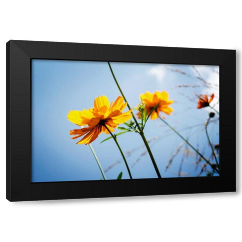 Reaching for the Sun II Black Modern Wood Framed Art Print by Hausenflock, Alan