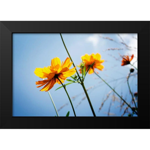 Reaching for the Sun II Black Modern Wood Framed Art Print by Hausenflock, Alan