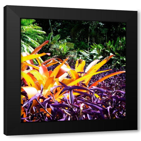 Tropical Garden II Black Modern Wood Framed Art Print with Double Matting by Hausenflock, Alan