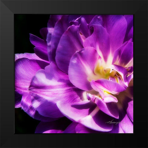 Purple Petals Black Modern Wood Framed Art Print by Hausenflock, Alan