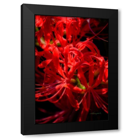 Hurricane Lily Black Modern Wood Framed Art Print with Double Matting by Hausenflock, Alan