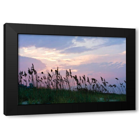 Sea Oats on Lavender I Black Modern Wood Framed Art Print with Double Matting by Hausenflock, Alan