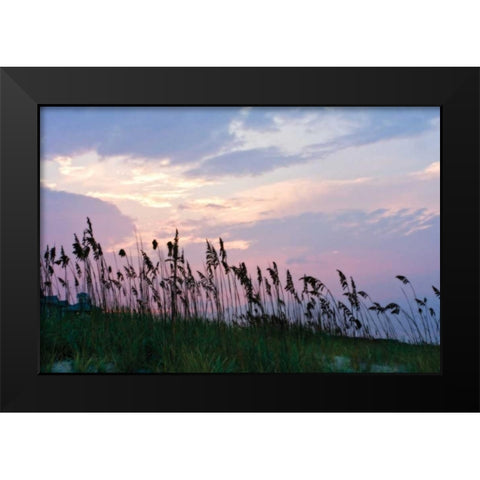 Sea Oats on Lavender I Black Modern Wood Framed Art Print by Hausenflock, Alan