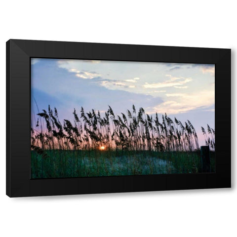 Sea Oats on Lavender II Black Modern Wood Framed Art Print by Hausenflock, Alan