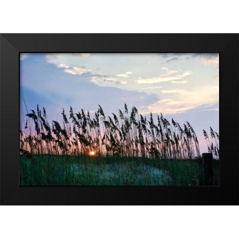 Sea Oats on Lavender II Black Modern Wood Framed Art Print by Hausenflock, Alan