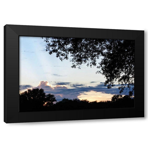 Sunset Through the Trees I Black Modern Wood Framed Art Print with Double Matting by Hausenflock, Alan