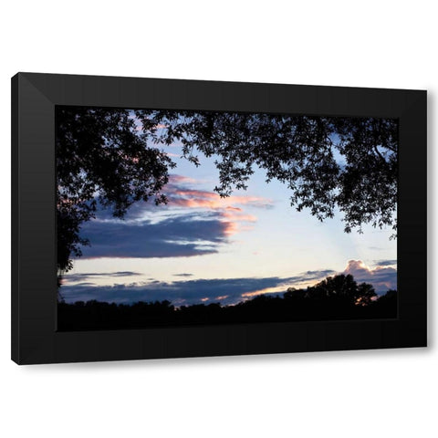 Sunset Through the Trees II Black Modern Wood Framed Art Print with Double Matting by Hausenflock, Alan
