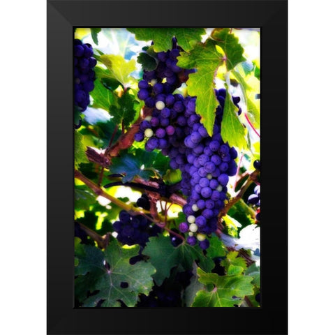 Grapes II Black Modern Wood Framed Art Print by Hausenflock, Alan