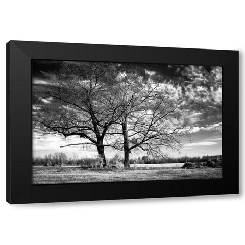 Roseville Oaks Black Modern Wood Framed Art Print by Hausenflock, Alan