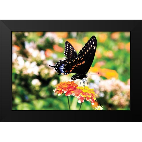 Giant Swallowtail Black Modern Wood Framed Art Print by Hausenflock, Alan