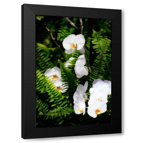 Orchids and Ferns I Black Modern Wood Framed Art Print by Hausenflock, Alan