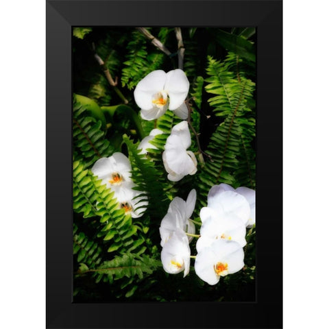 Orchids and Ferns I Black Modern Wood Framed Art Print by Hausenflock, Alan