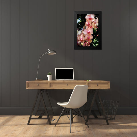 Moth Orchids V Black Modern Wood Framed Art Print by Hausenflock, Alan