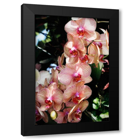 Moth Orchids V Black Modern Wood Framed Art Print by Hausenflock, Alan