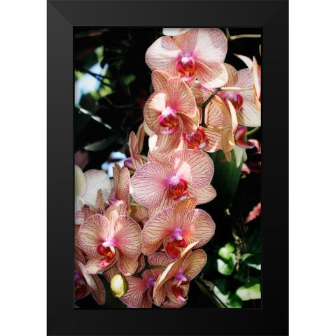 Moth Orchids V Black Modern Wood Framed Art Print by Hausenflock, Alan