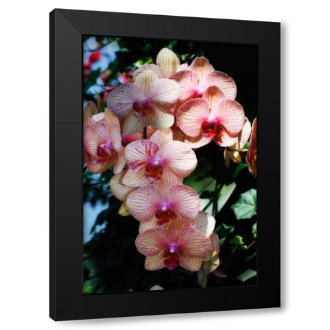 Moth Orchids VI Black Modern Wood Framed Art Print by Hausenflock, Alan