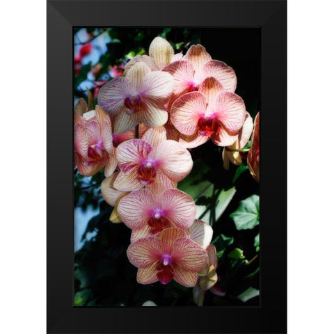 Moth Orchids VI Black Modern Wood Framed Art Print by Hausenflock, Alan