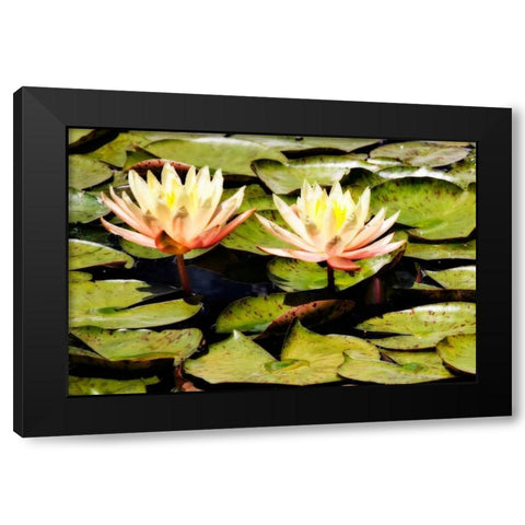 Blushing Lilies II Black Modern Wood Framed Art Print by Hausenflock, Alan