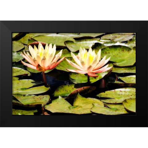 Blushing Lilies II Black Modern Wood Framed Art Print by Hausenflock, Alan