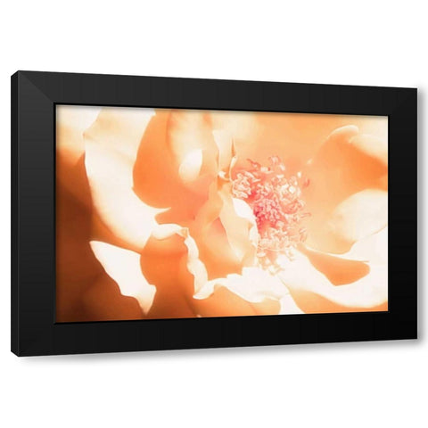 Melon Rose I Black Modern Wood Framed Art Print with Double Matting by Hausenflock, Alan