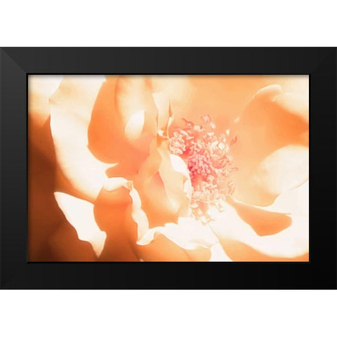 Melon Rose I Black Modern Wood Framed Art Print by Hausenflock, Alan