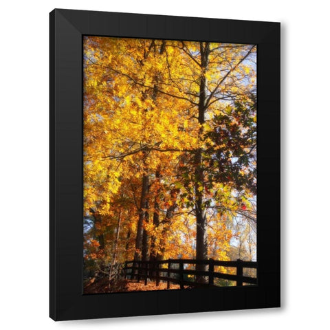 Boughs of Gold II Black Modern Wood Framed Art Print with Double Matting by Hausenflock, Alan