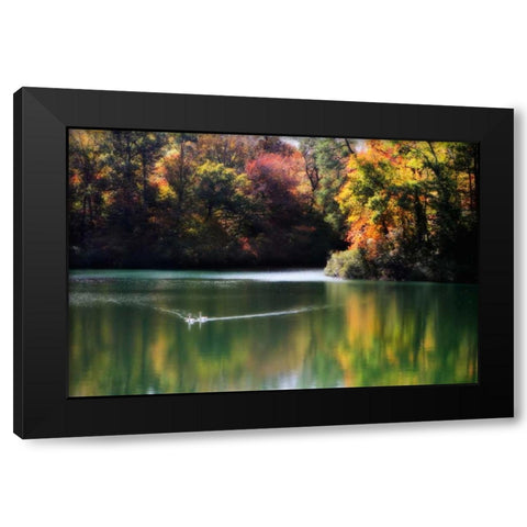 Swans on the Lake I Black Modern Wood Framed Art Print with Double Matting by Hausenflock, Alan