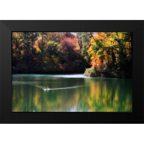 Swans on the Lake I Black Modern Wood Framed Art Print by Hausenflock, Alan
