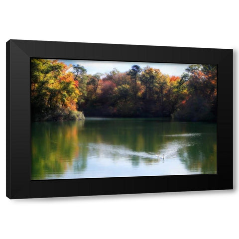 Swans on the Lake II Black Modern Wood Framed Art Print by Hausenflock, Alan