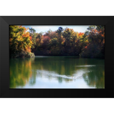 Swans on the Lake II Black Modern Wood Framed Art Print by Hausenflock, Alan