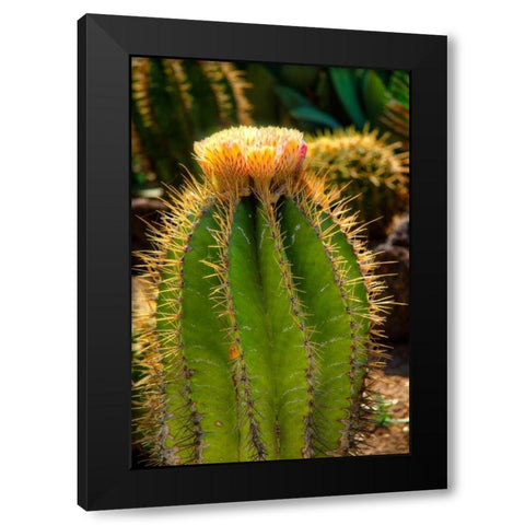 Cactus Flowers I Black Modern Wood Framed Art Print by Johnson, George