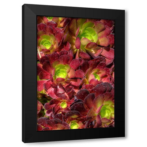Green in Red Flower Black Modern Wood Framed Art Print by Johnson, George