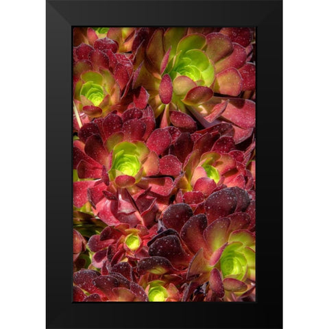 Green in Red Flower Black Modern Wood Framed Art Print by Johnson, George
