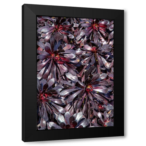 Yellow in Red Flowers Black Modern Wood Framed Art Print by Johnson, George