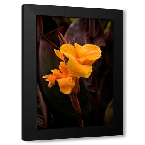 Orange Flower I Black Modern Wood Framed Art Print with Double Matting by Johnson, George