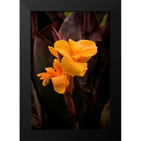 Orange Flower I Black Modern Wood Framed Art Print by Johnson, George