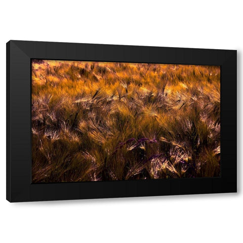 Golden Grain Black Modern Wood Framed Art Print by Johnson, George
