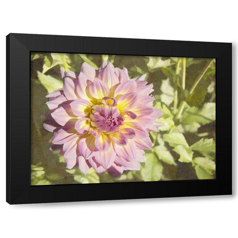 Garden Dahlias II Black Modern Wood Framed Art Print by Johnson, George